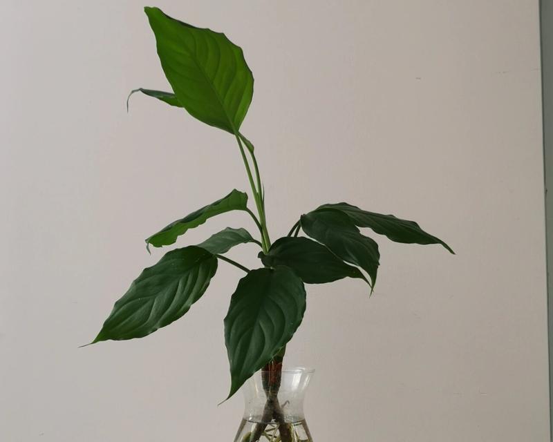 万年青代表什么寓意？花语有哪些含义？