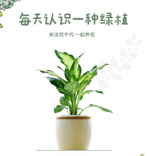 万年青代表什么寓意？花语有哪些含义？