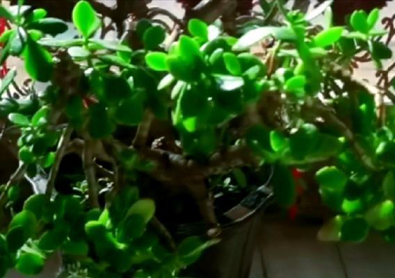 万年青代表什么寓意？花语有哪些含义？