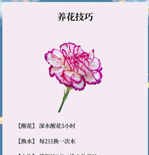 8束康乃馨加2朵玫瑰的花语是什么？