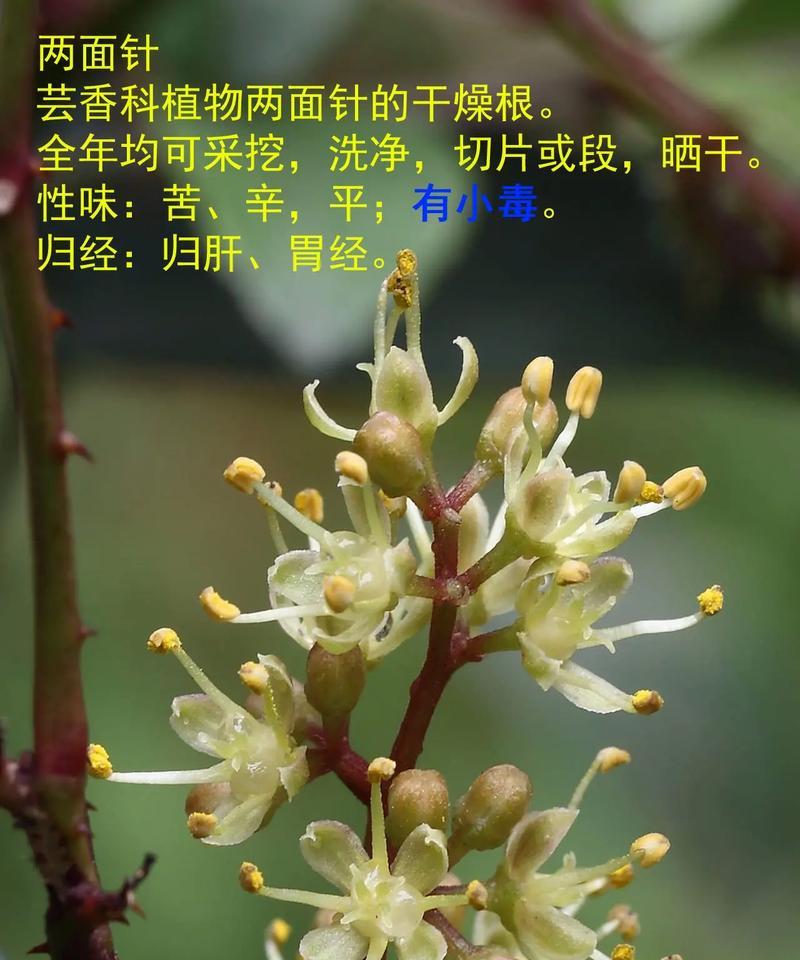 哪些植物带有刺？它们的刺有什么作用？