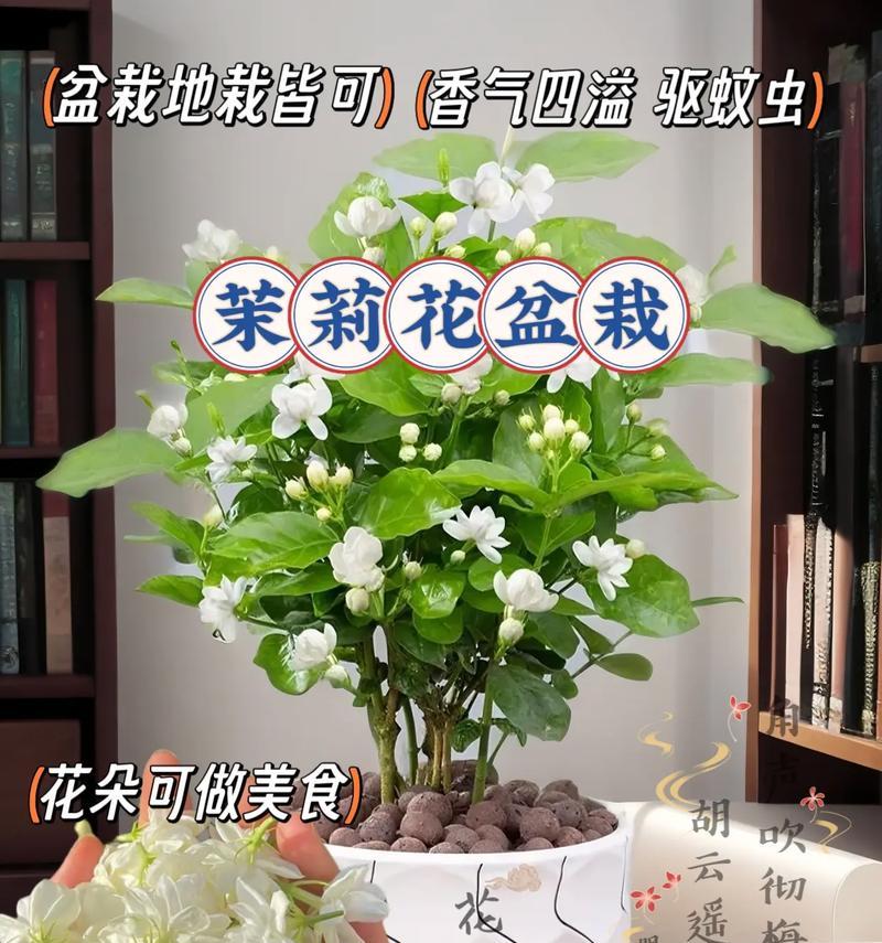 哪些室内花卉香气浓郁？如何选择适合的品种？