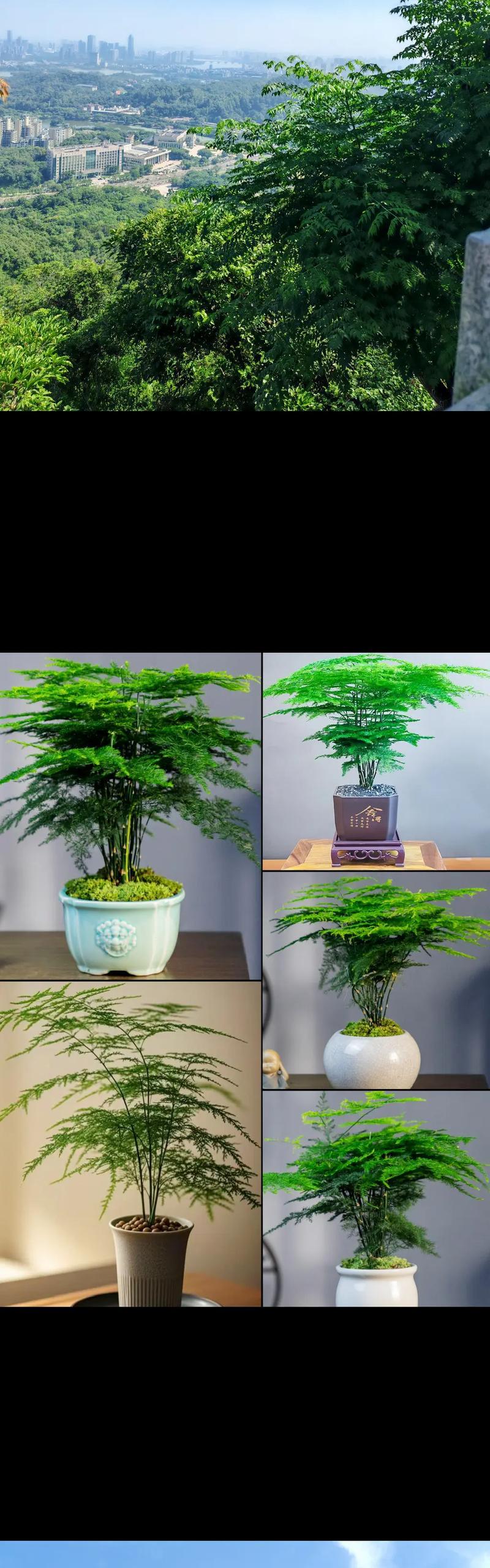 竹子大棵盆栽怎么养护？有哪些注意事项？