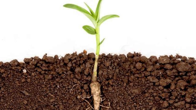 树下适合种植哪些植物？如何避免根系竞争？