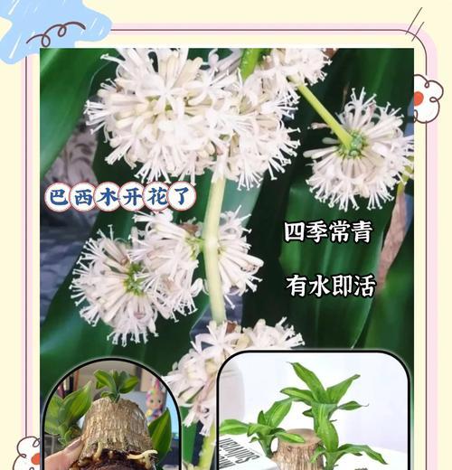 树下适合种植哪些植物？如何避免根系竞争？