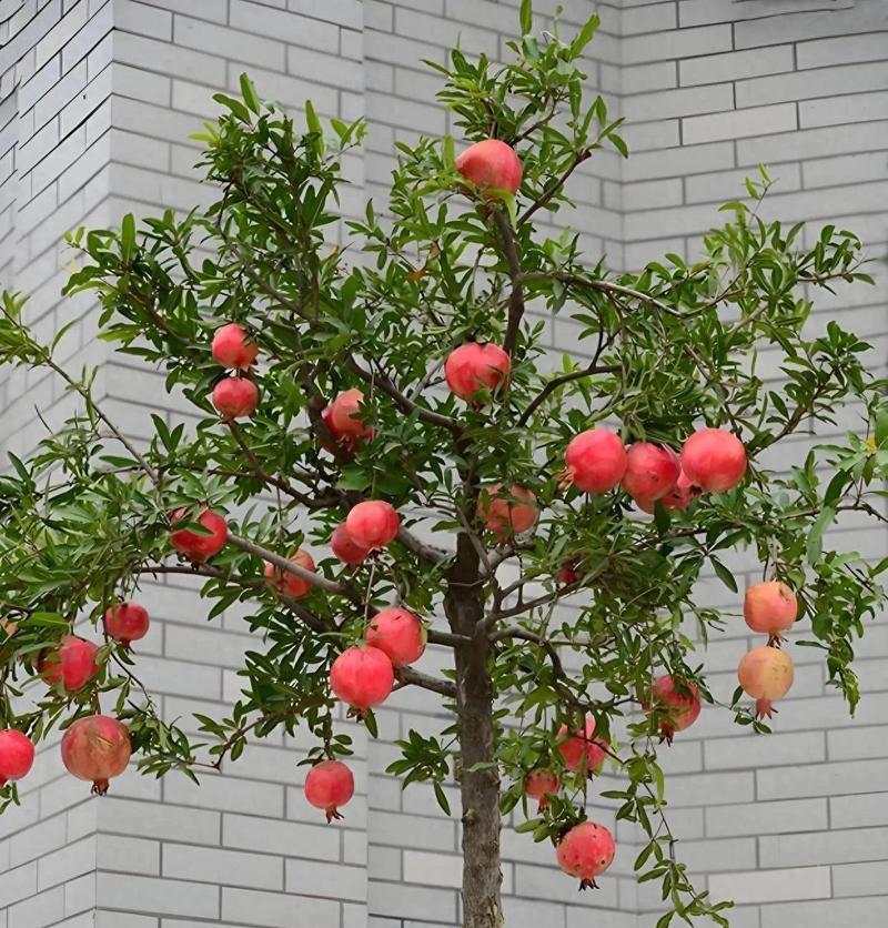 树下适合种植哪些植物？如何避免根系竞争？