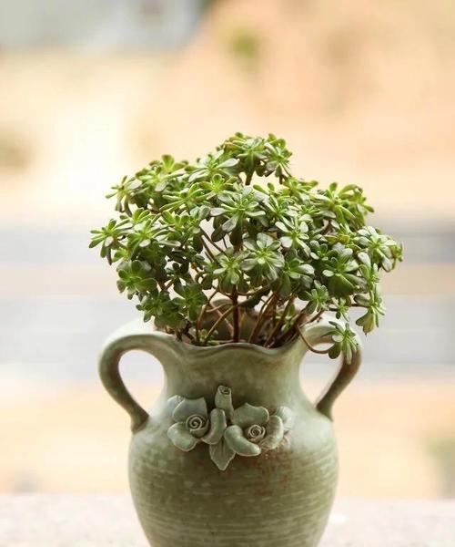如何拍摄藤类植物更美观？有哪些拍摄技巧？