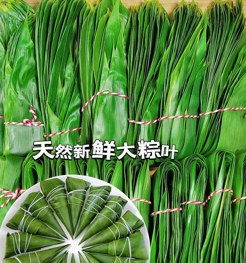 粽叶属于哪种植物？粽叶的植物学名称是什么？