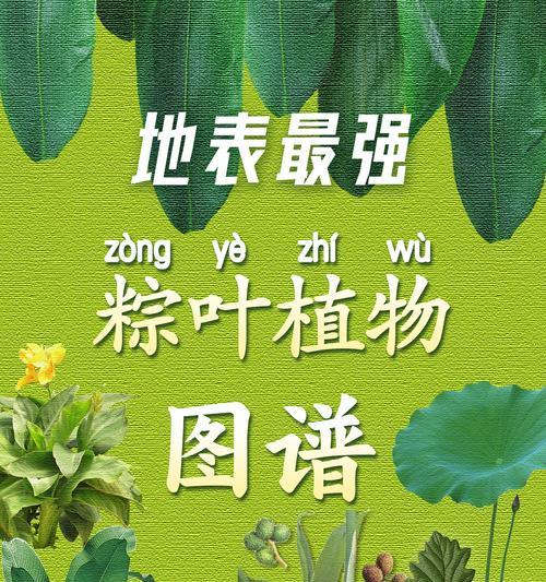 粽叶属于哪种植物？粽叶的植物学名称是什么？