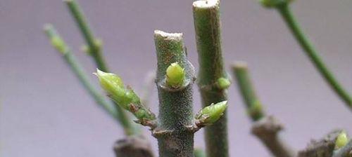 羊绒植物应该在什么季节修剪？修剪方法是什么？