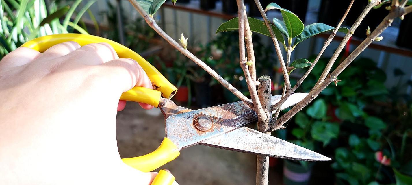 羊绒植物应该在什么季节修剪？修剪方法是什么？