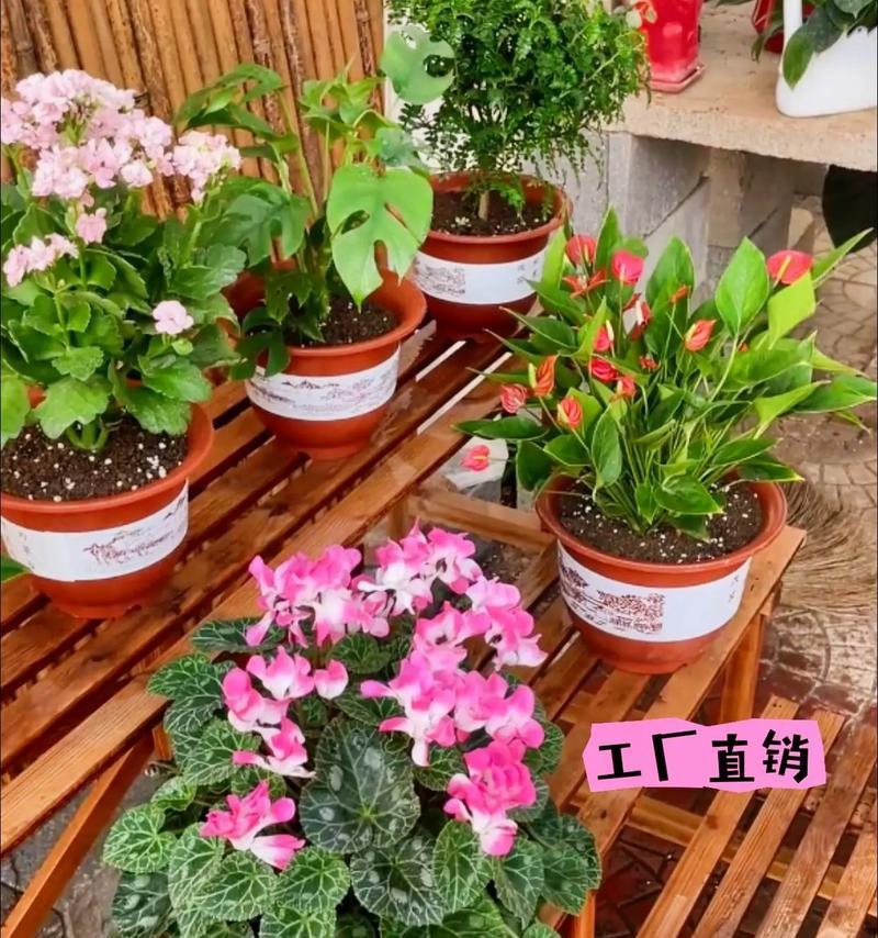 花卉绿植盆栽常用的配音有哪些？如何选择合适的配音？
