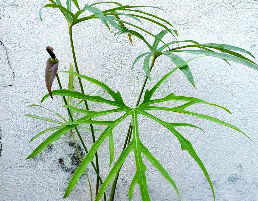 什么是植物丝？它在植物生长中起什么作用？