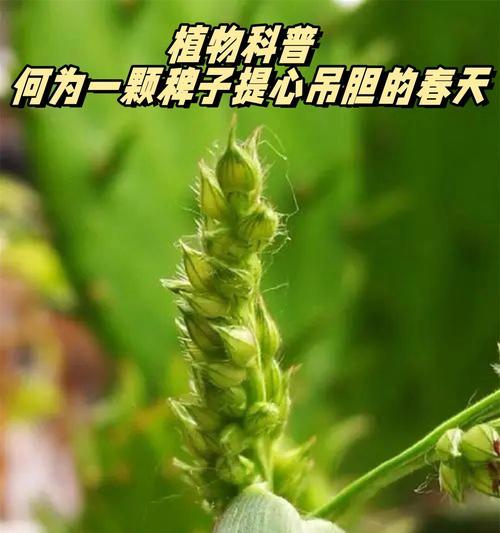 什么是植物丝？它在植物生长中起什么作用？