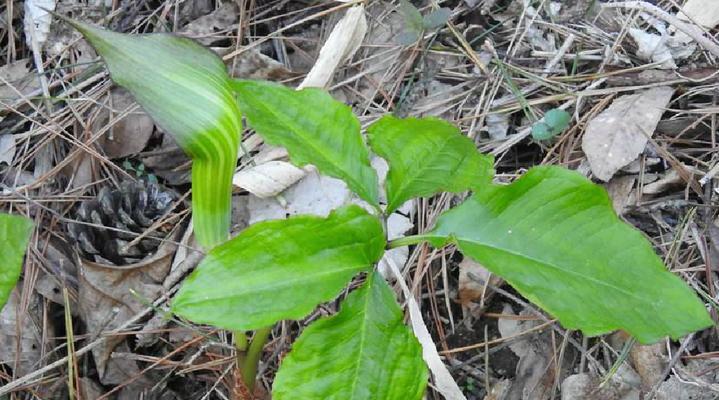 东北夏季有哪些绿色植物？它们的生长环境和特点是什么？