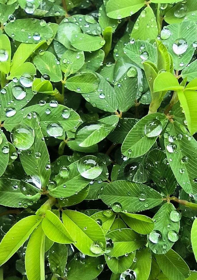 东北夏季有哪些绿色植物？它们的生长环境和特点是什么？