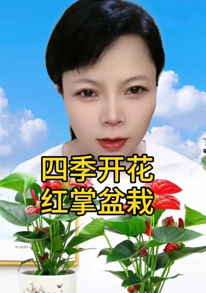 花卉红掌还有哪些别称？为什么人们喜欢称它为这个名字？