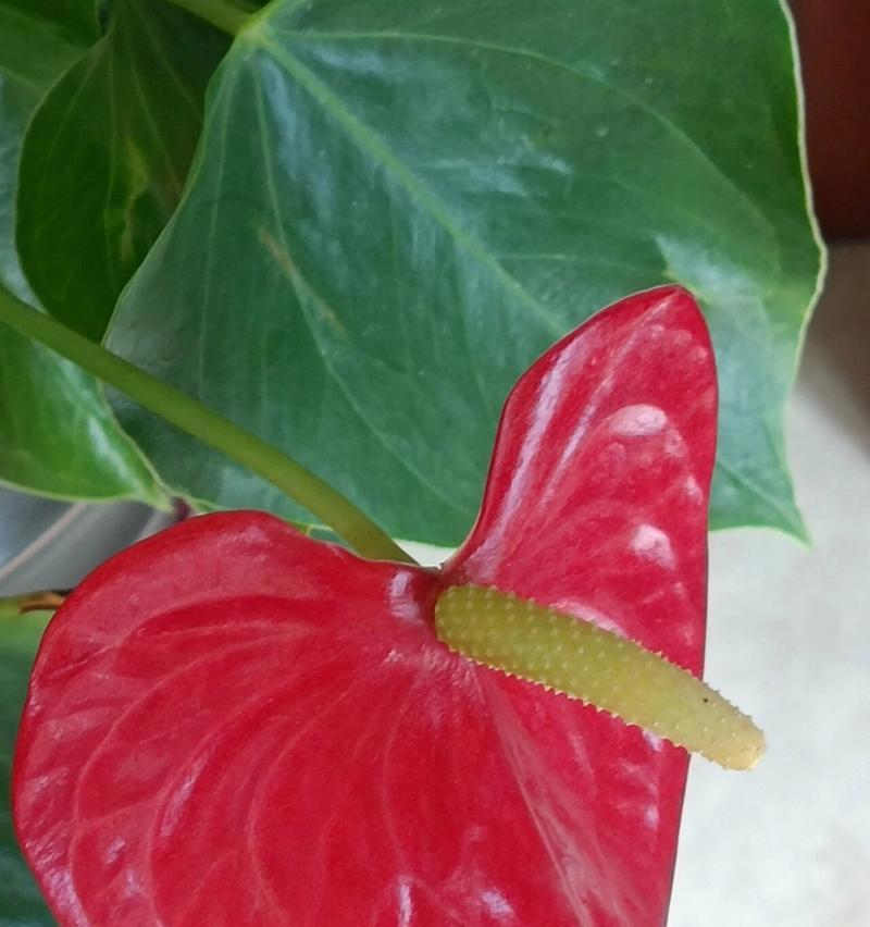 花卉红掌还有哪些别称？为什么人们喜欢称它为这个名字？