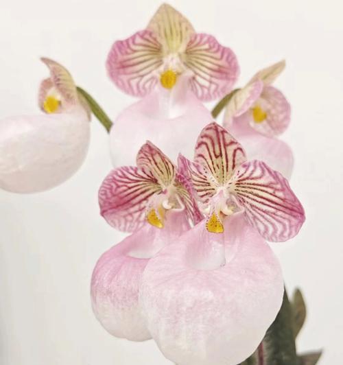 好看花卉排名榜前十名有哪些？它们的养护要点是什么？