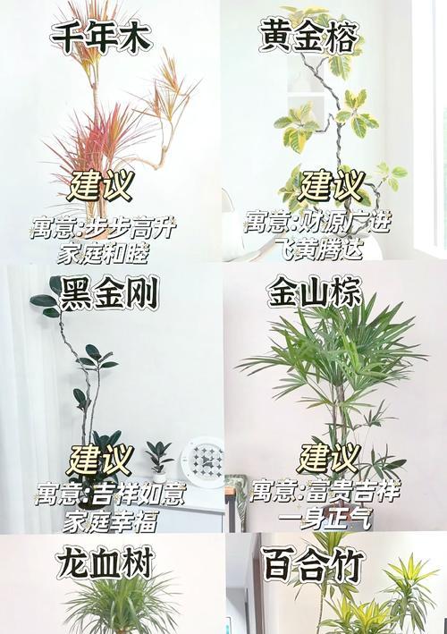 好看花卉排名榜前十名有哪些？它们的养护要点是什么？