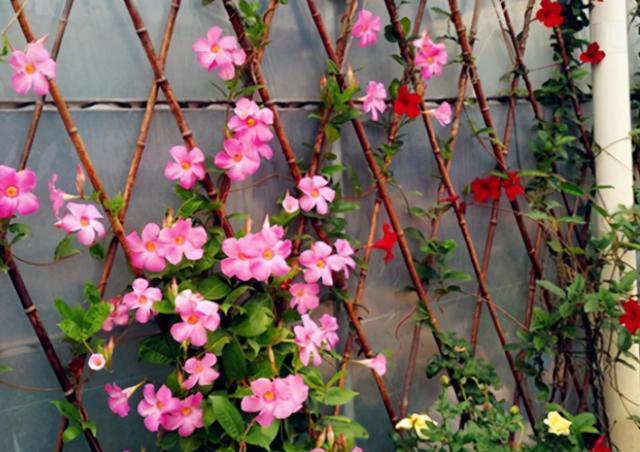 小院适合种植哪些爬藤花卉？它们的生长习性如何？