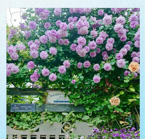 小院适合种植哪些爬藤花卉？它们的生长习性如何？