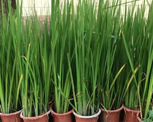 室外适合种植哪些容易养活的植物？如何选择适合室外环境的植物？