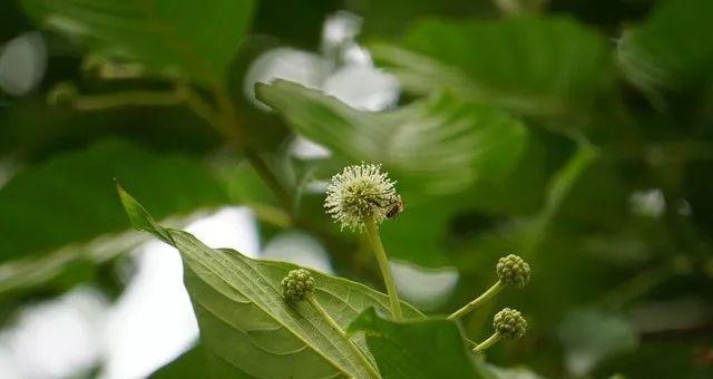 如何撰写校园植物短片的文案？