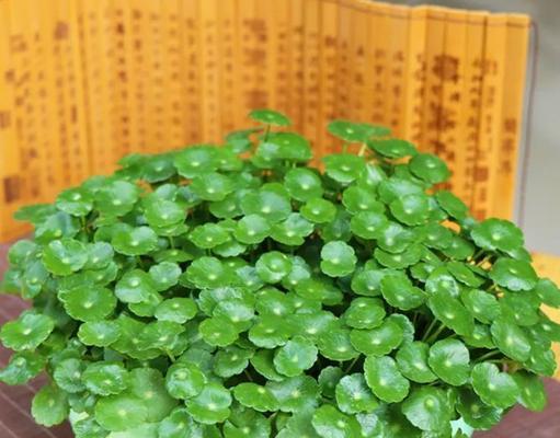 怎么种最贵的花草植物？有哪些技巧和注意事项？