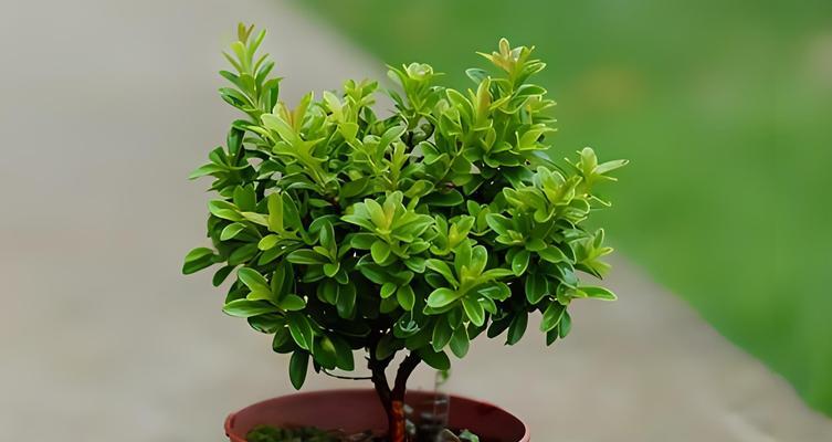 植物的定义是什么？植物有哪些基本特征？