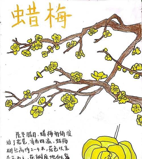 植物的定义是什么？植物有哪些基本特征？