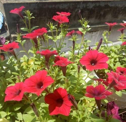 阳台种植哪些花卉既美观又易打理？