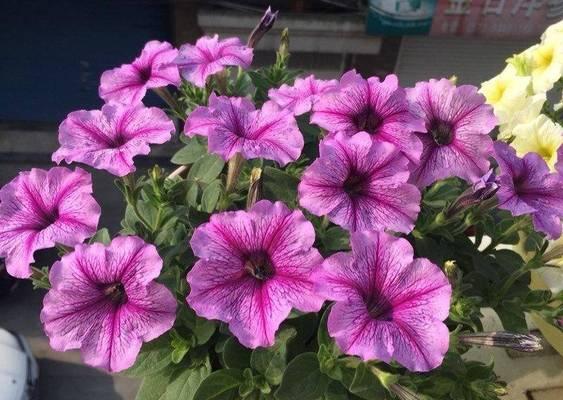 阳台种植哪些花卉既美观又易打理？