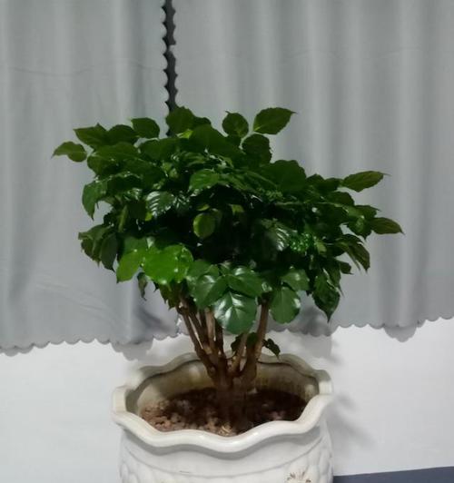 房间摆放什么植物好？它们对健康有何益处？