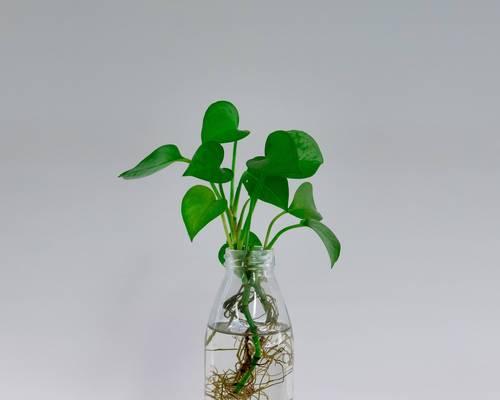 花卉水培成品种有哪些？如何选择适合的水培植物？