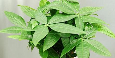 铺镇花卉绿植有哪些种类？如何选择适合的绿植？