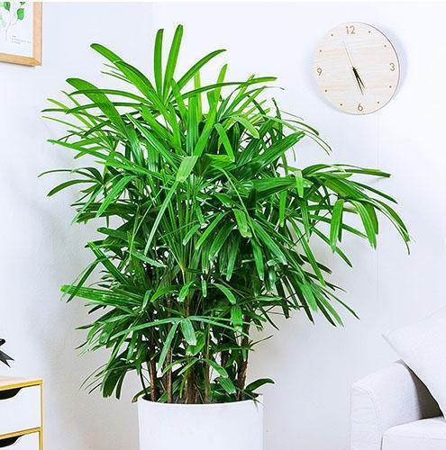 铺镇花卉绿植有哪些种类？如何选择适合的绿植？