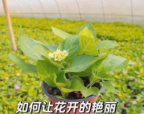 花卉肥料颗粒的配制标准是什么？如何正确配制？