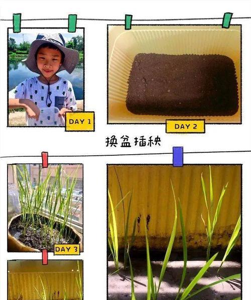 黄花滩在哪里？它为何适合种植水稻？