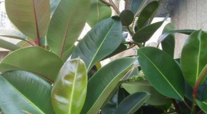 二倍体植物有哪些特性？如何鉴别二倍体植物？