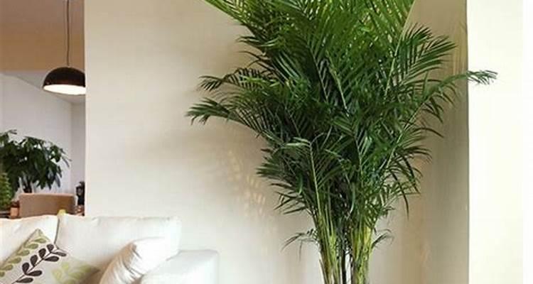 客厅植物的摆放技巧有哪些？如何选择合适的植物？