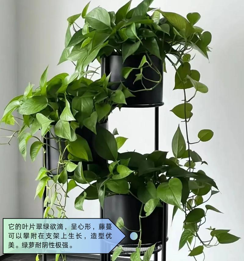 哪些植物喜阴？它们的养护和种植技巧是什么？
