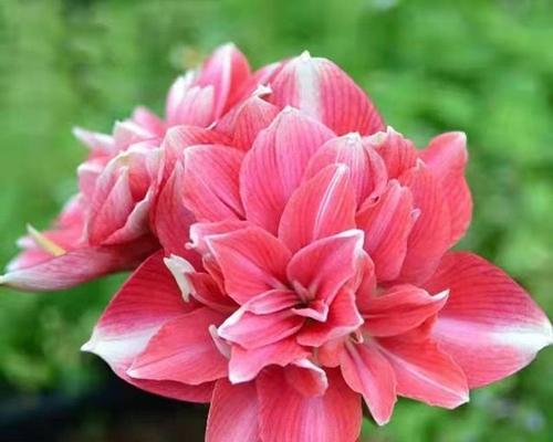 小型盆栽中有哪些红色植物？它们的养护技巧是什么？
