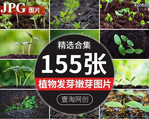 春天萌芽的种子有哪些植物种类？