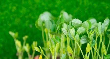 春天萌芽的种子有哪些植物种类？