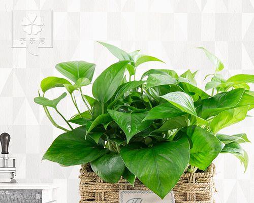 藤艺绿植花卉的种类有哪些？它们各自有什么特点？