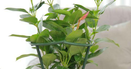藤艺绿植花卉的种类有哪些？它们各自有什么特点？