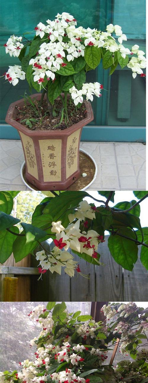 藤艺绿植花卉的种类有哪些？它们各自有什么特点？