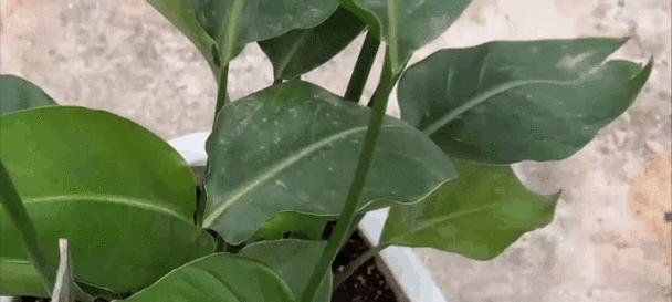 家用常见植物有哪些种类？如何选择适合家庭的植物？