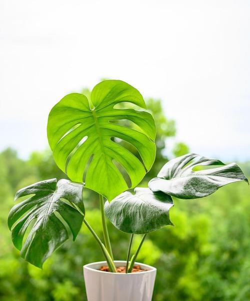 家用常见植物有哪些种类？如何选择适合家庭的植物？